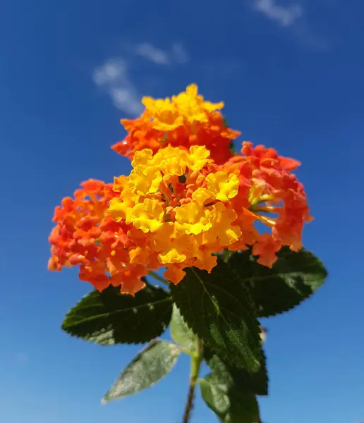 Vackra Blommor Trädgården — Stockfoto