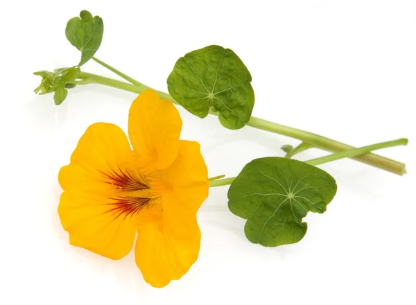 Kapuzinerkresse Tropaeolum Majus Rankpflanze Essblume Essbare Blumen Heilpflanzen — Fotografia de Stock