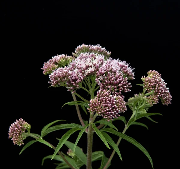 Wasserdost Kunigundenkraut Eupatorium Cannabinum Heilpflanzen — Stock Photo, Image