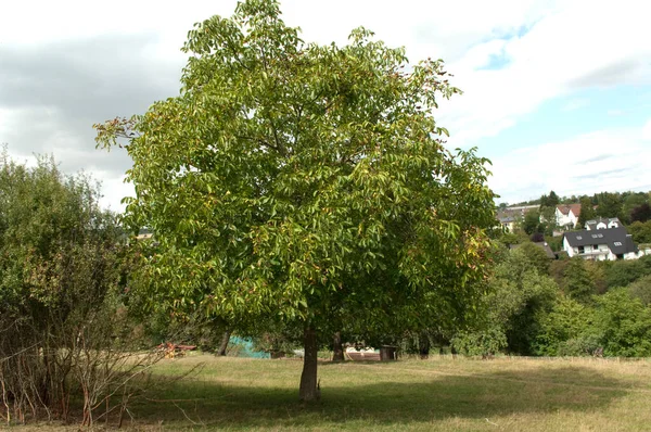 Walnussbaum Baum Juglans Regia — Foto de Stock