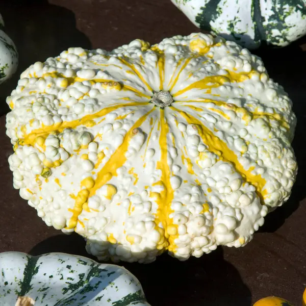 White Yellow Pumpkins Black Background — Stock Photo, Image