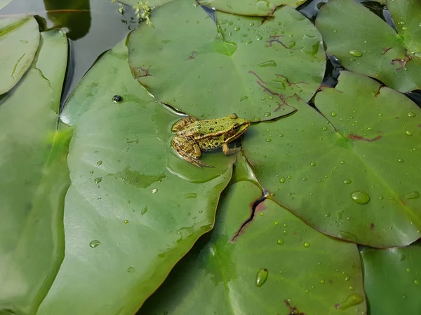 Wasserfrosch Froschllchurch Teichfrosch Rana Lessonae Junger — ストック写真