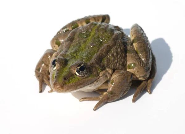 Kikker Een Witte Achtergrond — Stockfoto