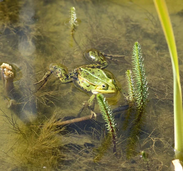 Frosch Wasser — Stockfoto