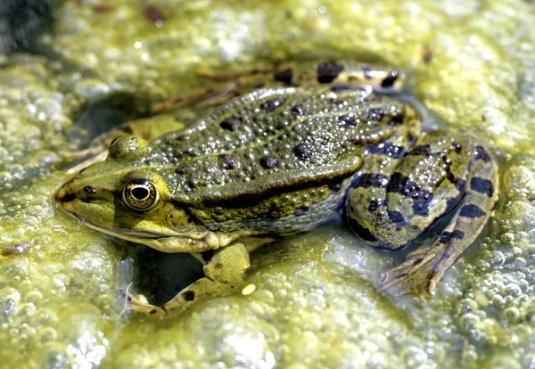 Rana Agua — Foto de Stock