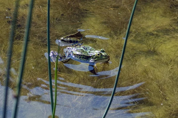 Ένας Βάτραχος Στο Νερό — Φωτογραφία Αρχείου