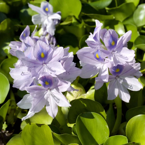 Wasserhyazinthe Eichhornia Crassipes Tropische Gewaesser Wasserpflanzen — 图库照片