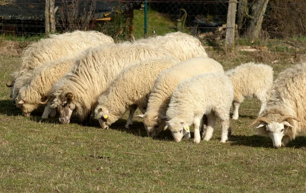 Walachenschafe Ovis Ammon Askerleri — Stok fotoğraf