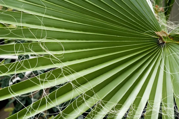 Green Leaves Tree — Stock Photo, Image