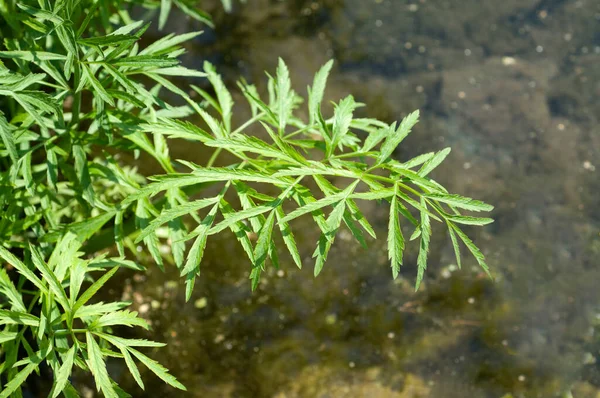 Wasserschierling Cicuta Virosa Giftpflanze — стокове фото
