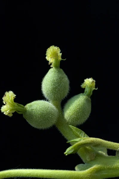 Walnussbaumbluete Weiblich Walnussbaum Bachbluete — Fotografia de Stock