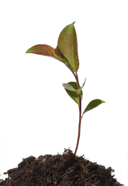 Fiatal Növény Földben — Stock Fotó