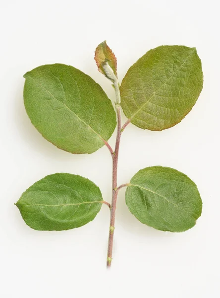 Πράσινα Φύλλα Φυτού Λευκό Φόντο — Φωτογραφία Αρχείου
