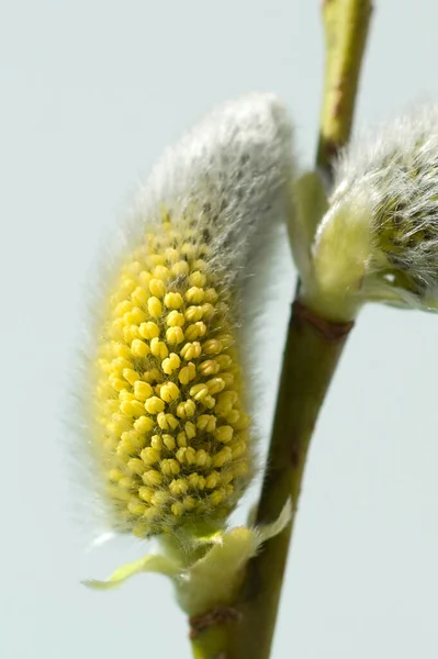 Vår Blommor Vit Bakgrund — Stockfoto