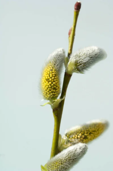 白地に蕾を持つ春柳の枝 — ストック写真