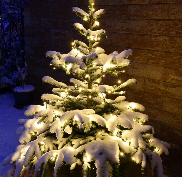 Árvore Natal Com Neve — Fotografia de Stock