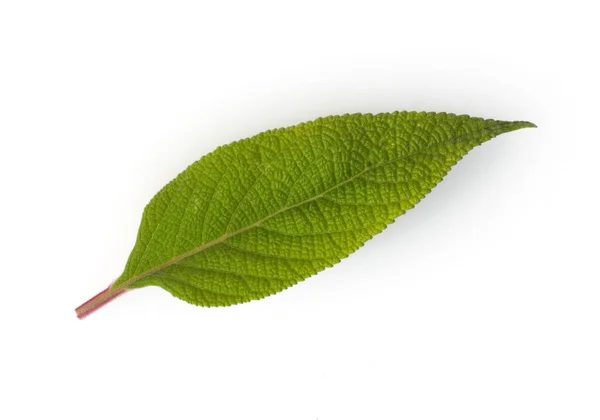 Grüne Blätter Einer Pflanze Auf Weißem Hintergrund lizenzfreie Stockfotos