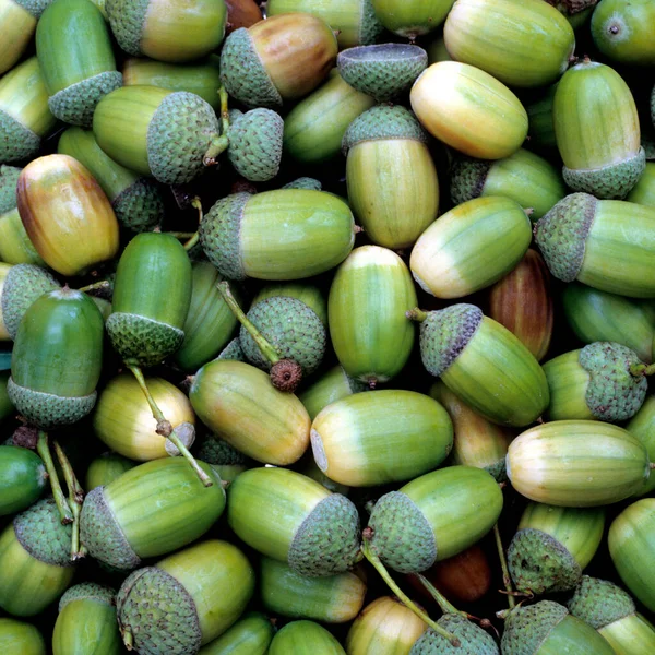 Fresh Green White Beans Stock Photo