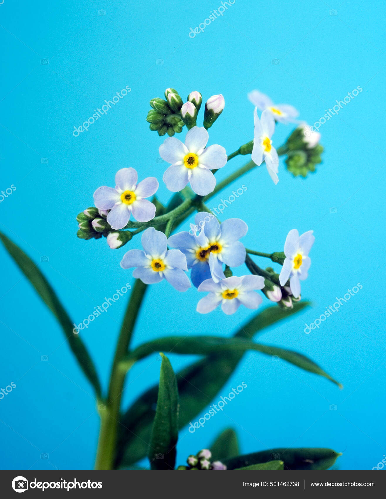 Fotos De Myosotis Palustris De Stock Myosotis Palustris Imagenes Libres De Derechos Depositphotos