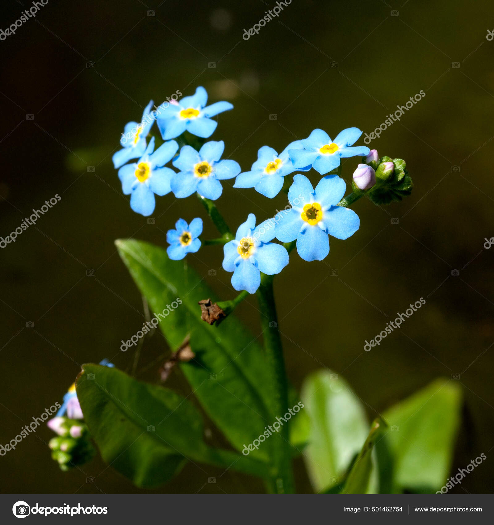 Fotos De Myosotis Palustris De Stock Myosotis Palustris Imagenes Libres De Derechos Depositphotos