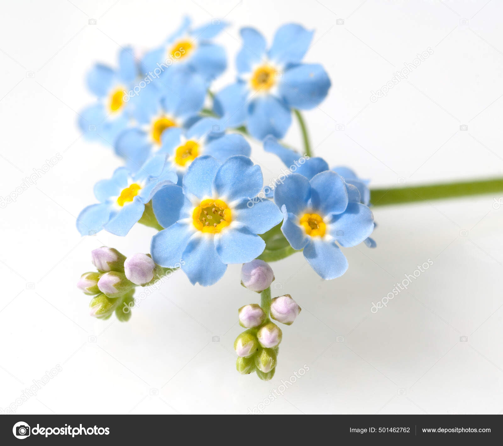 Fotos De Myosotis Palustris De Stock Myosotis Palustris Imagenes Libres De Derechos Depositphotos