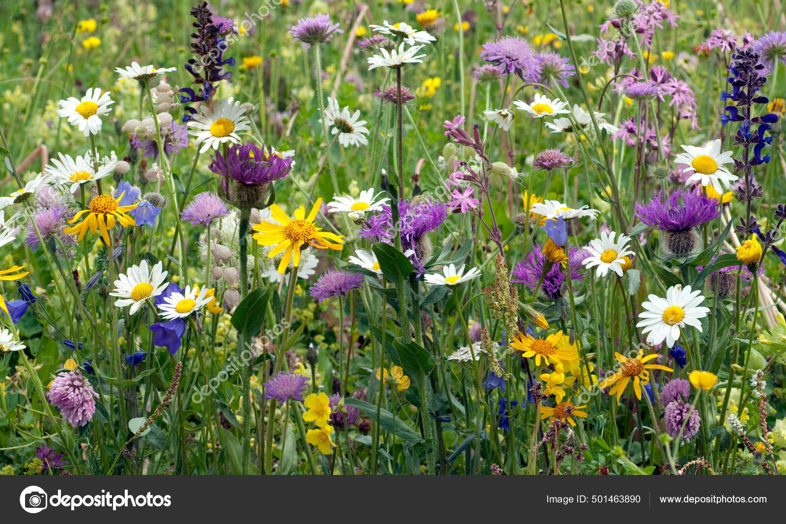 Wildblumenwiese Blumenwiese - Stockfotografie: lizenzfreie Fotos