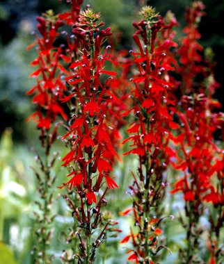 Kardinalslobelie, Scharlachrote Lobelie, Lobelia cardinalis clipart