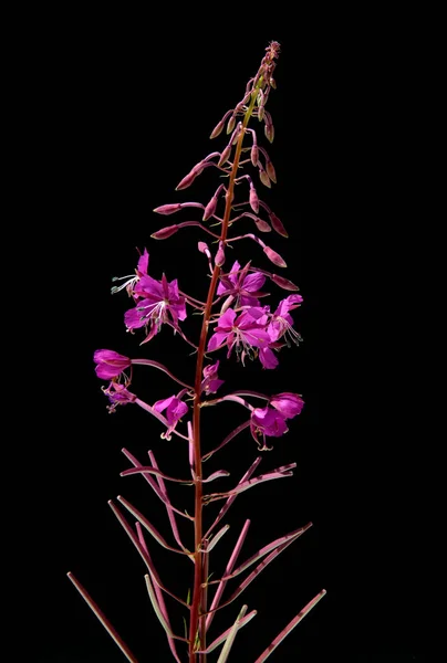 Piękne Botaniczne Ujęcie Naturalna Tapeta — Zdjęcie stockowe