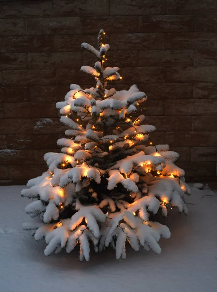 家の裏に雪が積もるクリスマスツリー — ストック写真