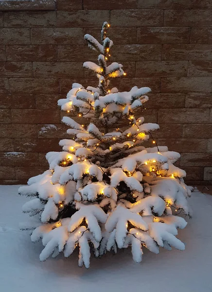 冬の森を背景に雪のクリスマスツリー — ストック写真