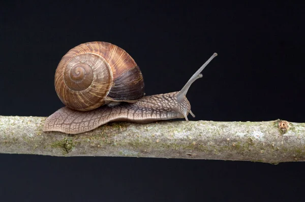 Weinbergschnecke Helix Pomatia Schnecke — Φωτογραφία Αρχείου