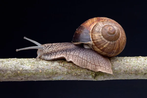 Weinbergschnecke Helix Pomatia Schnecke — Φωτογραφία Αρχείου