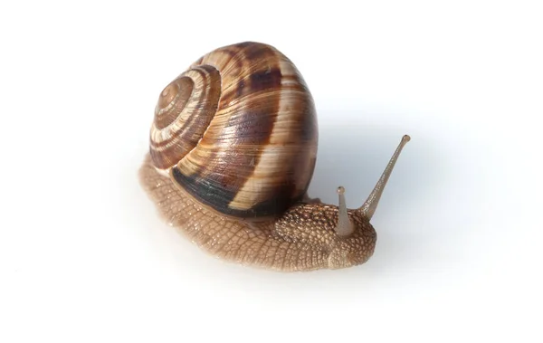 Snail White Background — Stock Photo, Image