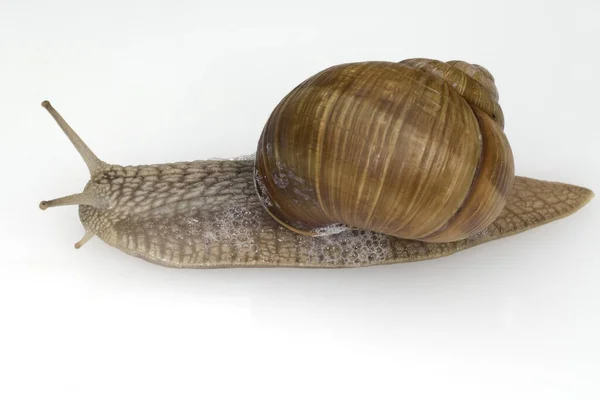 Weinbergschnecke Helix Pomatia Gehaeuseschnecke — Photo