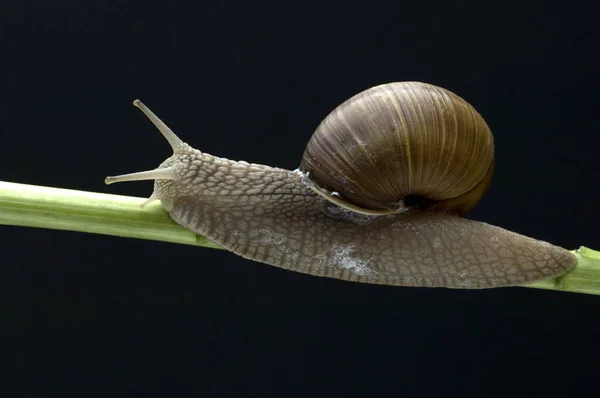 Snail Green Leaf — Stock Photo, Image