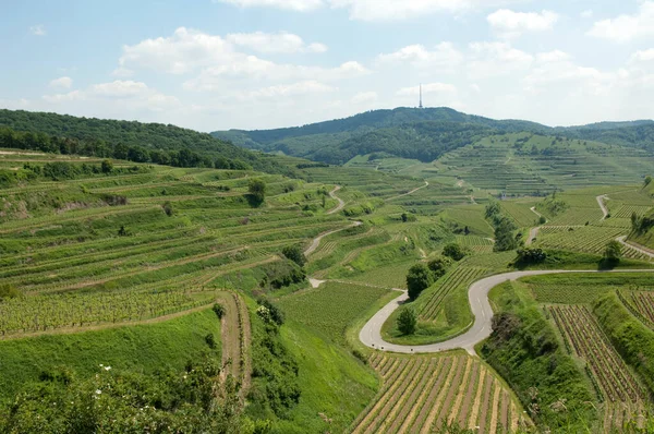 Weinterrassen Weinanbaugebiet Weinberg Terrassen Kaiserstuhl — Zdjęcie stockowe