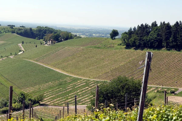 Weinberge Auf Dem Land Der Toskana — Stockfoto