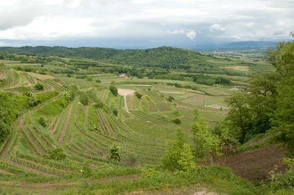 Campos Arroz Verde Las Montañas — Foto de Stock