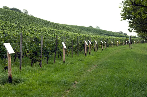 Weinlehrpfad Lehrpfad Weinberg Wein Weinpflanzen Reben Fruechte Beeren Obst — Stock Fotó