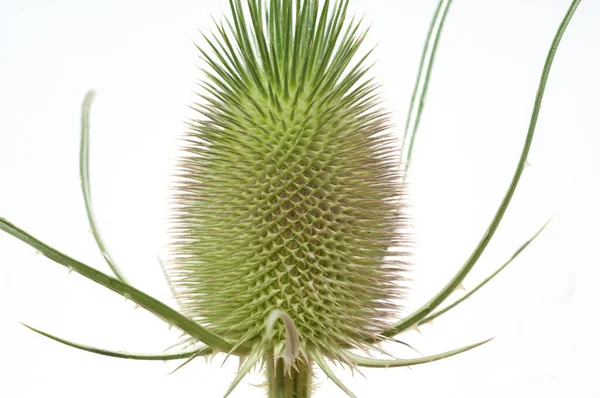 Primo Piano Fiore Cardo — Foto Stock