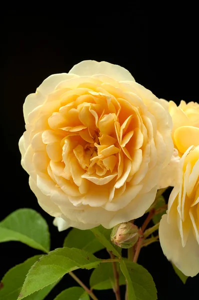 Englische Rose David Austin Strauchrose Blume Rosa — Zdjęcie stockowe