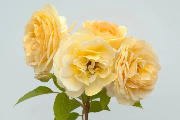 Englische Rose David Austin Strauchrose Blume Rosa — Fotografia de Stock