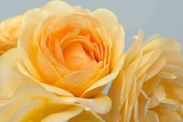 Englische Rose David Austin Strauchrose Blume Rosa — Stok fotoğraf