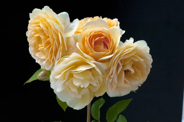 Englische Rose David Austin Strauchrose Blume Rosa — Fotografia de Stock