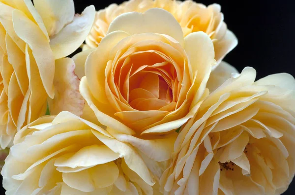 Englische Rose David Austin Strauchrose Blume Rosa — Stockfoto