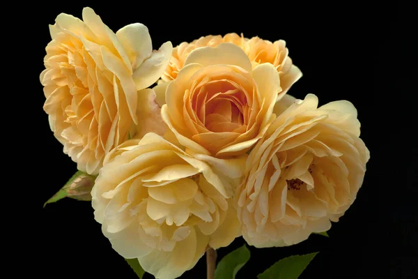 Rose David Austin Strauchrose Blume Rosa — Stockfoto