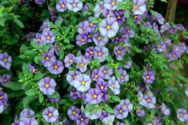 Hermosas Flores Jardín — Foto de Stock