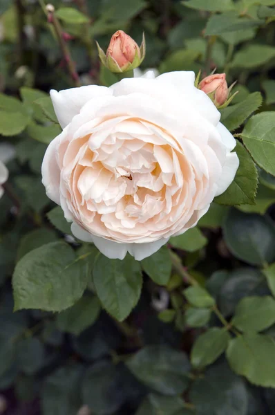 Beautiful Roses Garden — Stock Photo, Image