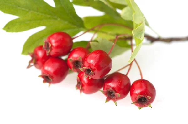 Weissdornbeeren Weissdorn Crataegus Laevigata — Stockfoto