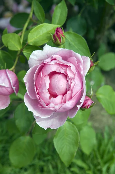 Gyönyörű Rózsaszín Rózsa Kertben — Stock Fotó